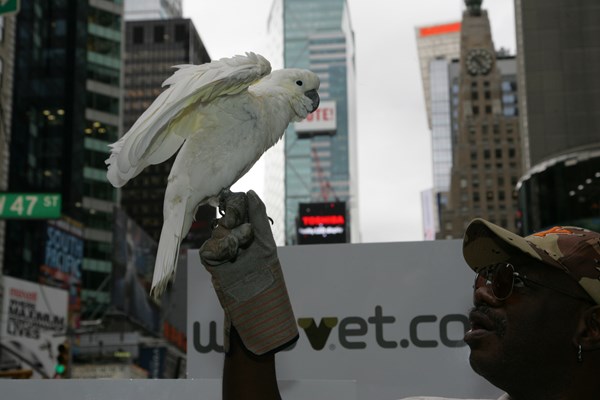 America's Pet Birds are Broadway Bound